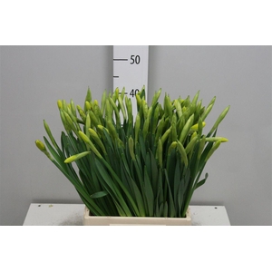 Narc G Gigantic Star