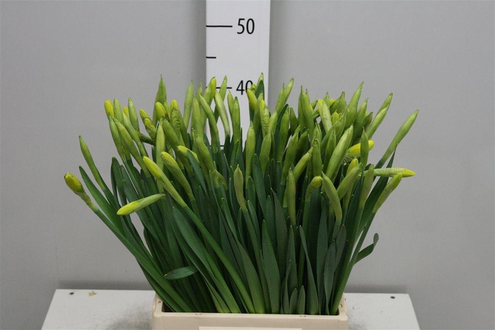 <h4>Narc G Gigantic Star</h4>