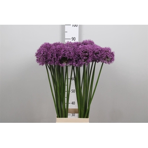 Allium Statos