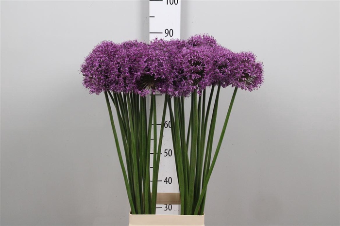 <h4>Allium Statos</h4>