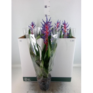 Aechmea  'Blue Rain'