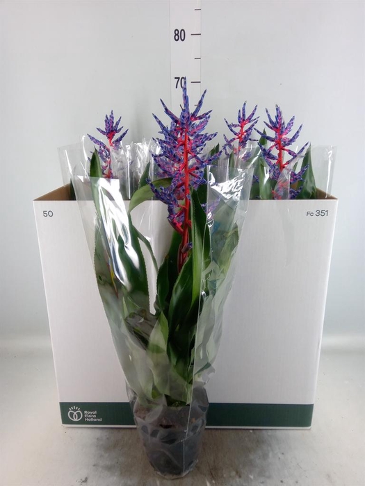 <h4>Aechmea  'Blue Rain'</h4>