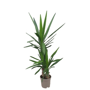 Yucca elephantipes 45-20 1 kop