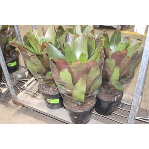 BROMELIA IMPERIAL P27 VERDE/VERMELHO