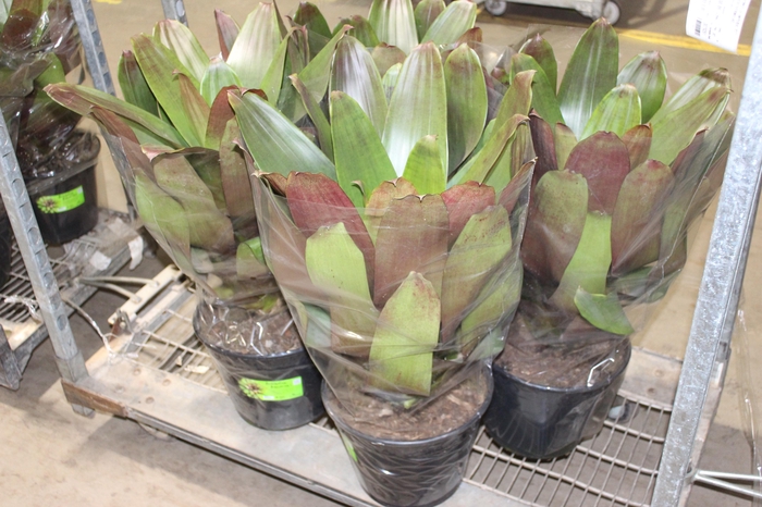 <h4>BROMELIA IMPERIAL P27 VERDE/VERMELHO</h4>