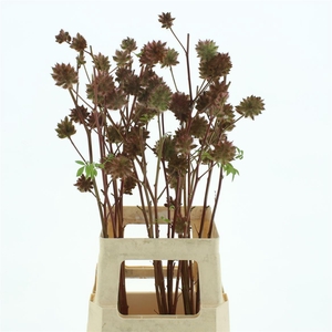 Glycyrrhiza Zoethout 1a