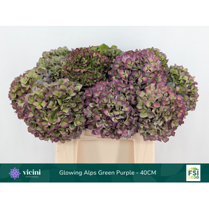 Glowing Alps Green Purple - 40CM