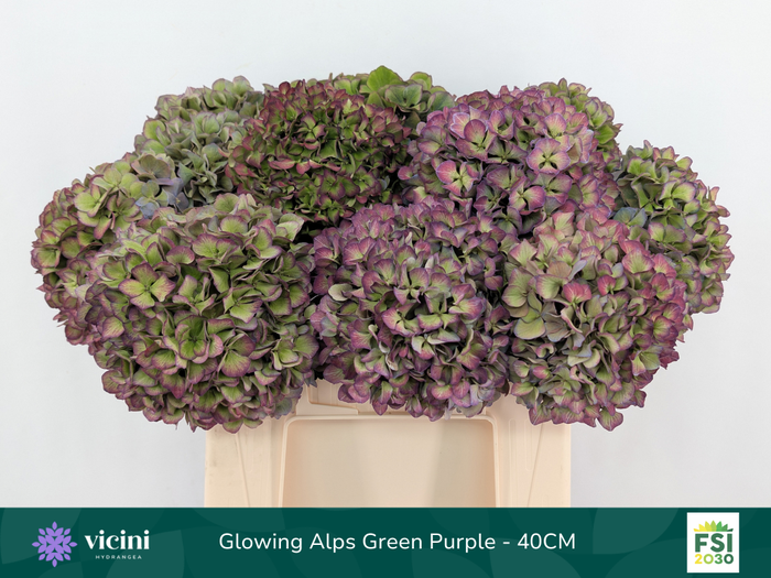 <h4>Glowing Alps Green Purple - 40CM</h4>