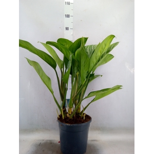 Aglaonema  'Stripes'