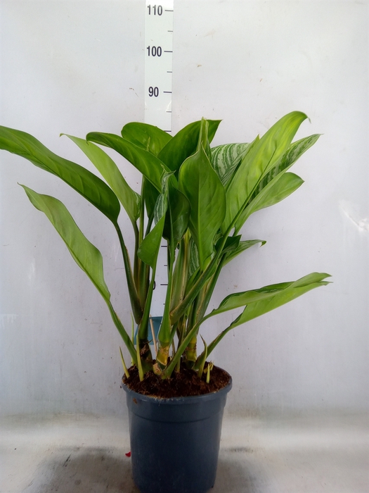 <h4>Aglaonema  'Stripes'</h4>