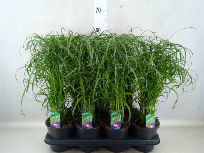 <h4>Cyperus alternifolius</h4>