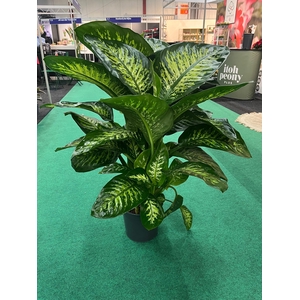 DIEFF SE TROPIC SNOW