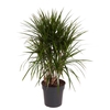 Dracaena