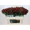Hypericum Magical Cherry Brown