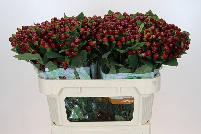 Hypericum Magical Cherry Brown