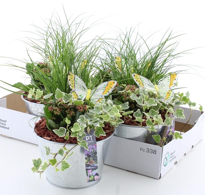 <h4>ARR TUINPLANTEN</h4>