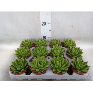 Echeveria agavoides