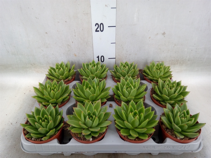 <h4>Echeveria agavoides</h4>