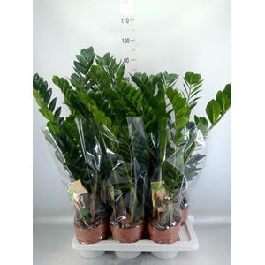 Zamioculcas zamiifolia