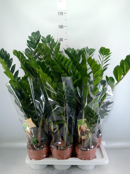 <h4>Zamioculcas zamiifolia</h4>