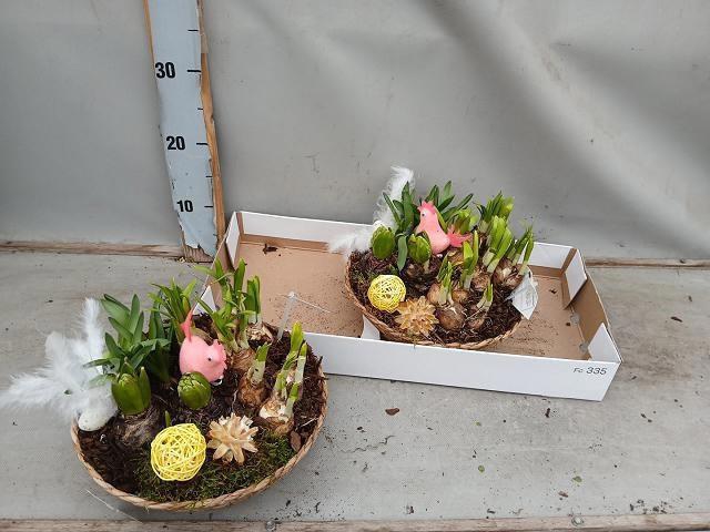 <h4>ARR BOL KNOLGEWAS</h4>