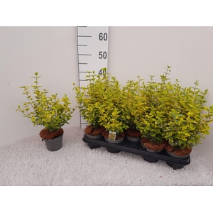 EUONYMUS FO EM GOLD