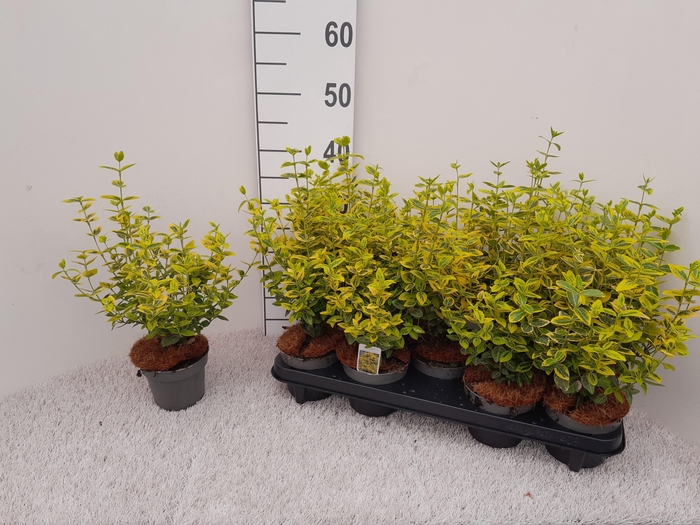 <h4>EUONYMUS FO EM GOLD</h4>