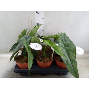 Alocasia   ...