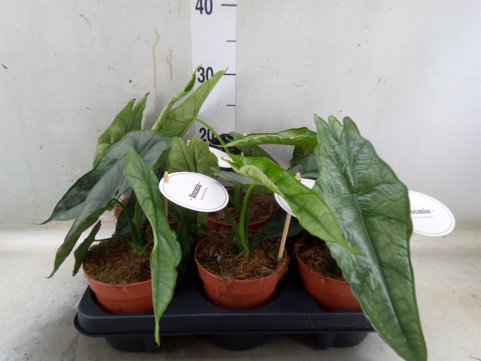 <h4>Alocasia   ...</h4>