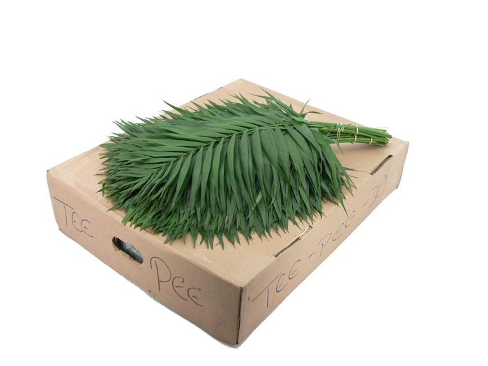 <h4>Chico Tee Pee</h4>