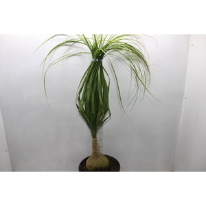 BEAUCARNEA P24