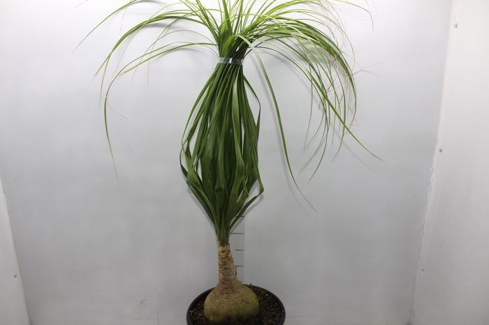<h4>BEAUCARNEA P24</h4>