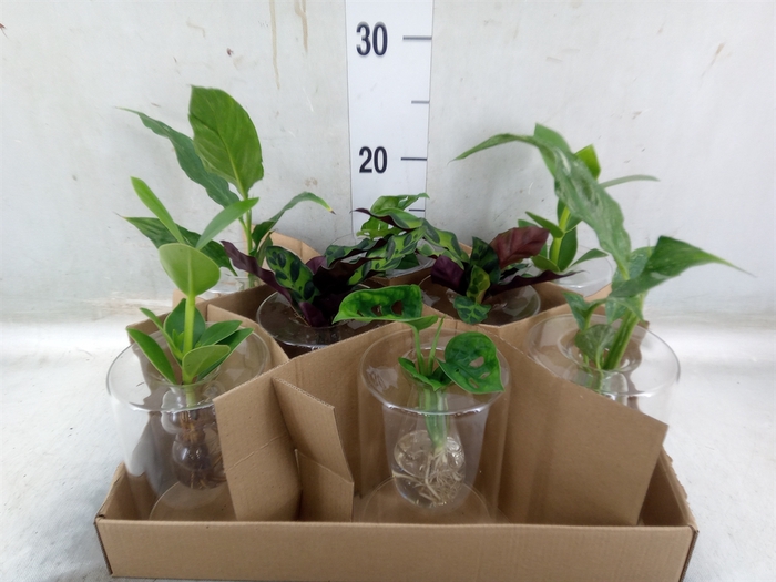 <h4>Planten  ..mix</h4>