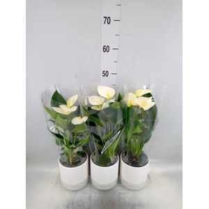 Anthurium  'Karma White'