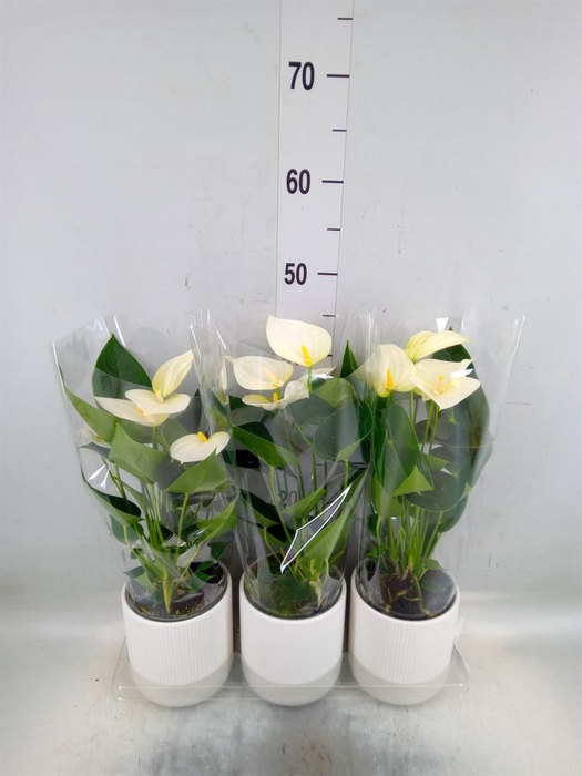 <h4>Anthurium  'Karma White'</h4>