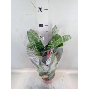 Aechmea fasciata 'Primera'