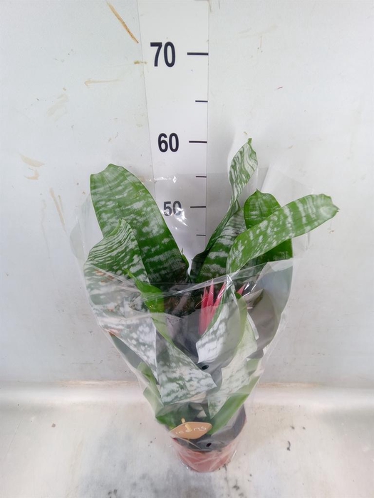 <h4>Aechmea fasciata 'Primera'</h4>