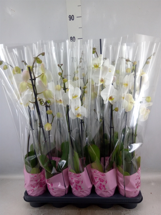 <h4>Phalaenopsis   ...white</h4>