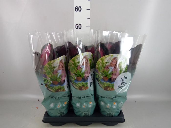 <h4>Calathea roseopicta 'Crimson'</h4>
