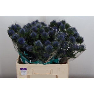 Eryn Magnetar Qstar 60cm