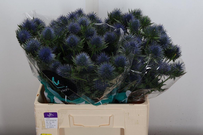 <h4>Eryn Magnetar Qstar 60cm</h4>