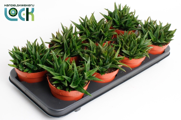 <h4>Haworthia Pentagona</h4>