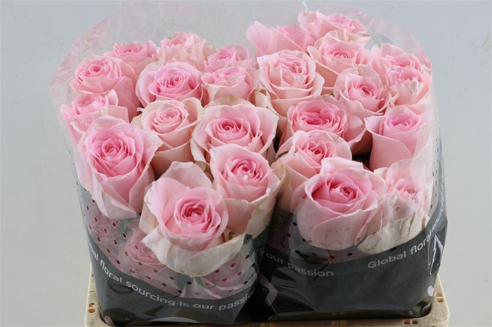 <h4>R Gr Luciano Box</h4>