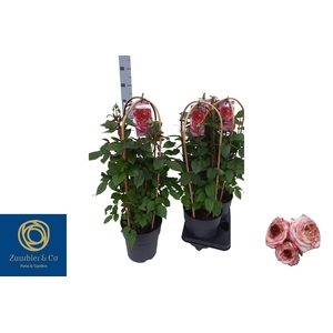 ROSA FL FANTA SELECT