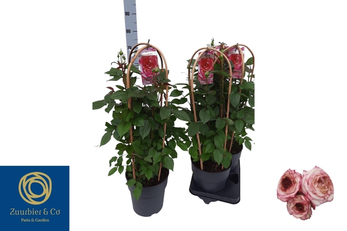 <h4>ROSA FL FANTA SELECT</h4>