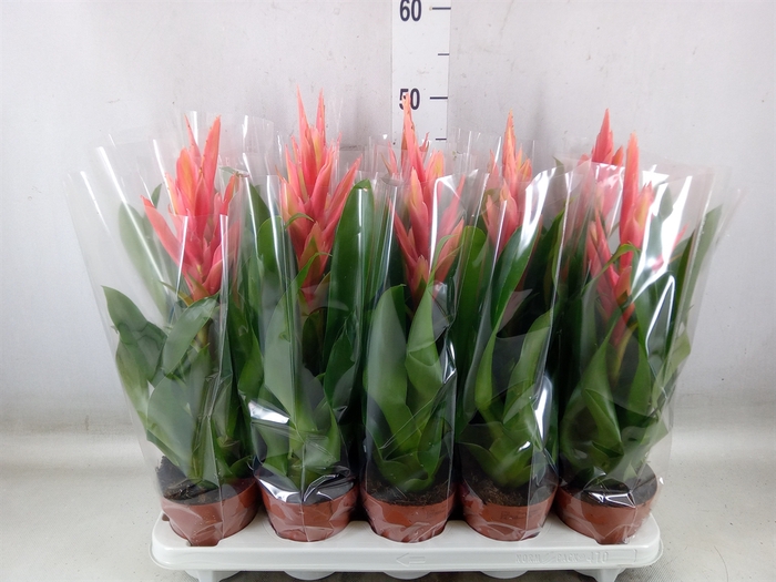 <h4>Tillandsia  'Ziva'</h4>