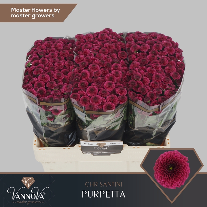 <h4>Chrysanten Chr S Purpetta</h4>