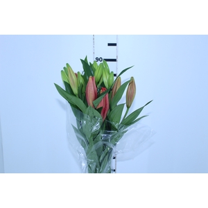 LIRIO CORLEONE 070 CM HT 3/4 FLS