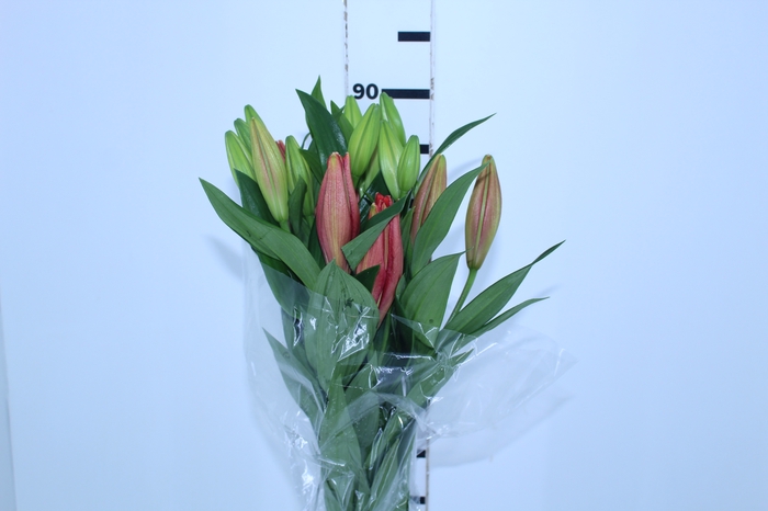 LIRIO CORLEONE 070 CM HT 3/4 FLS