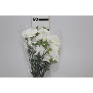 CRAVO SPRAY 060 CM BRANCO